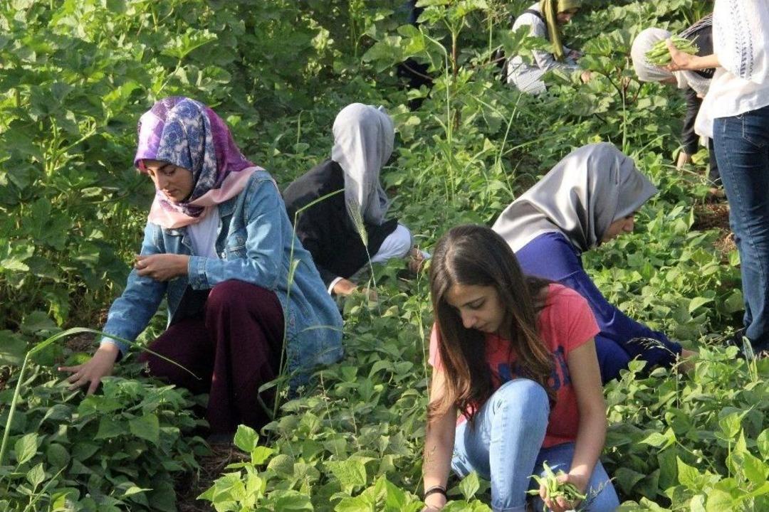 (&ouml;zel Haber) &Uuml;niversite &Ouml;ğrencileri Kendi Ektikleri Sebzeleri Satıyor