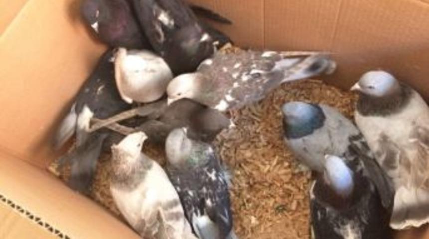 Karaman&rsquo;da 110 G&uuml;vercini &Ccedil;aldığı İddia Edilen 3 Ş&uuml;pheli Yakalandı