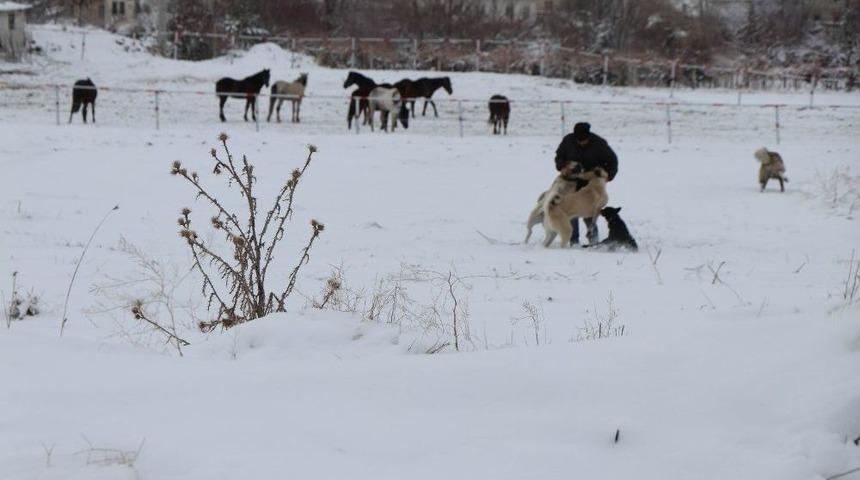 K&ouml;peğini Kurtarmak İ&ccedil;in Canını Tehlikeye Attı
