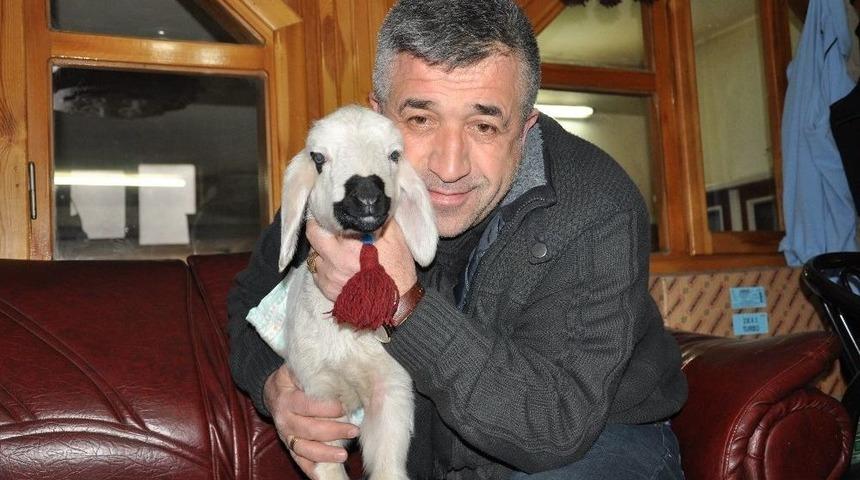 Bez Bağlayıp Biberonla Beslediği Kuzuyla 24 Saatini Ge&ccedil;iriyor