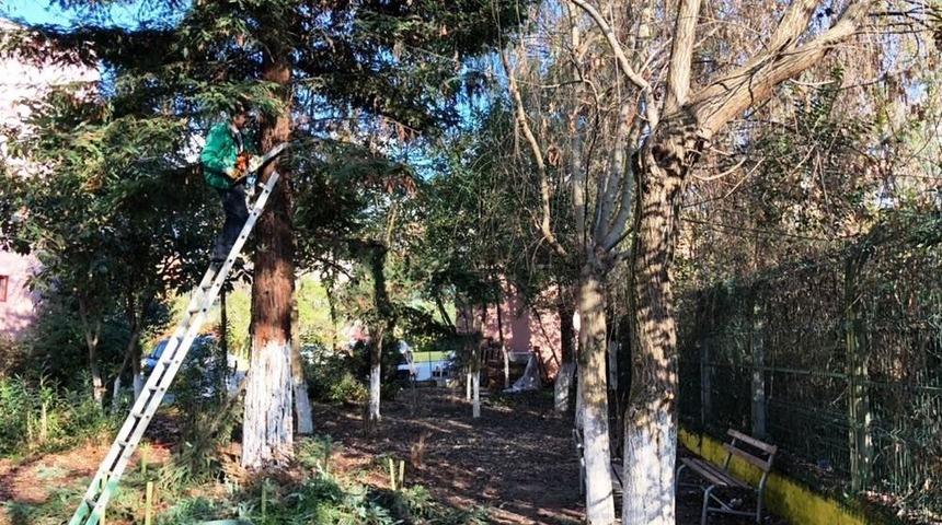 İzmit&rsquo;te Budama &Ccedil;alışmaları Devam Ediyor