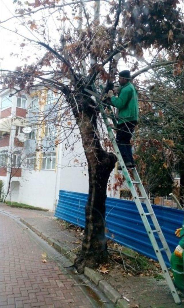 İzmit’te Budama Çalışmaları Devam Ediyor