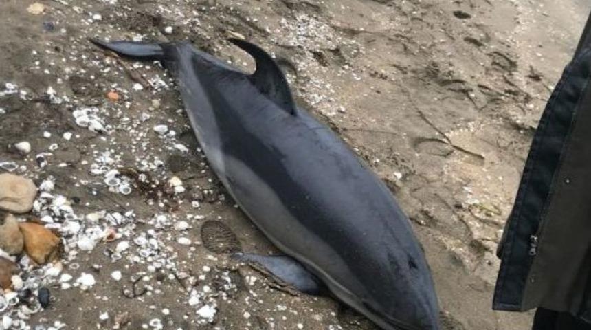 Fatsa&rsquo;da &Ouml;l&uuml; Yunus Karaya Vurdu