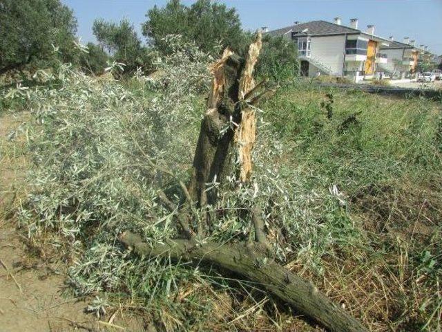 Şarköy'de Kesilen Zeytin Ağaçlarının Yerine Siteler Yükseliyor