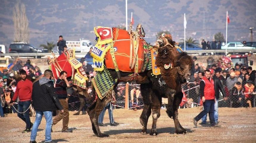 Yılın İlk Deve G&uuml;reşi İncirliova&rsquo;da Yapılacak