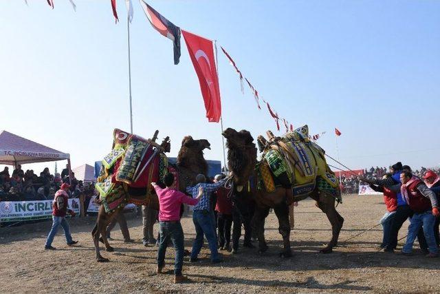 Yılın İlk Deve Güreşi İncirliova’da Yapılacak