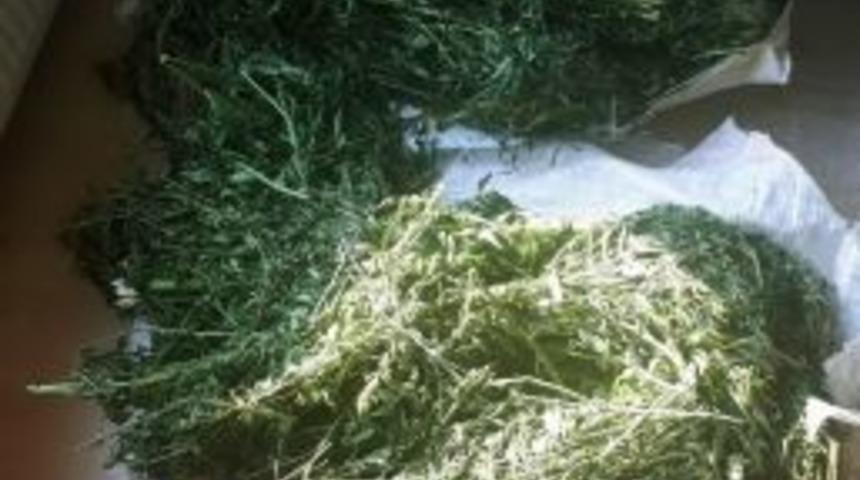 Dalaman’da Esrar Operasyonu