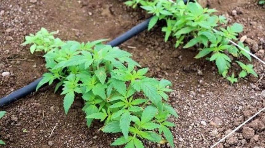 Tübitak Destekli Esrar Miktarı Azaltılmış Kenevir Islah Projesi