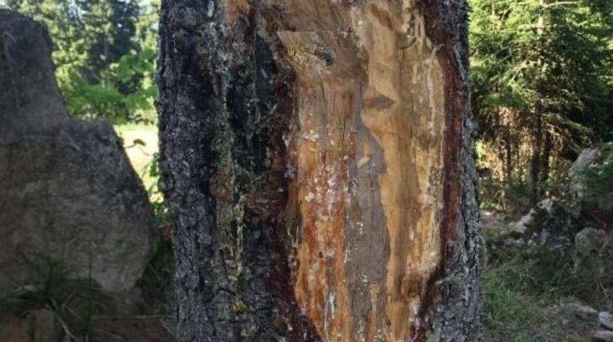 Çıra İçin 50 Yıllık Ağaçlara Zarar Veriyorlar