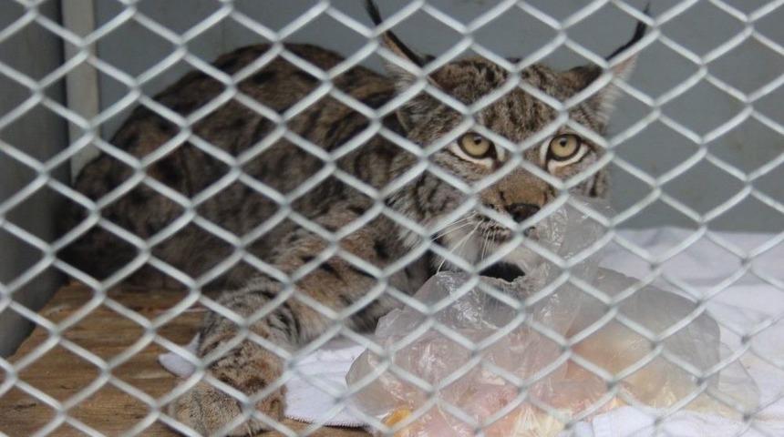 Yaralı Bulunan Vaşak Tedavisinin Ardından &Ouml;zg&uuml;rl&uuml;ğ&uuml;ne Kavuştu