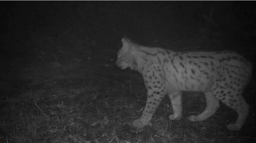 Ordu Yaban Hayatında S&uuml;rpriz