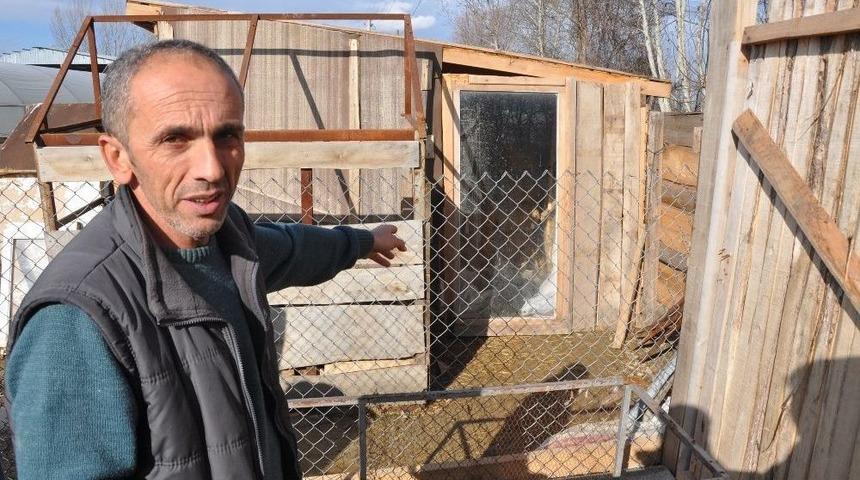 K&ouml;pekleri Bulana Araba Verecek