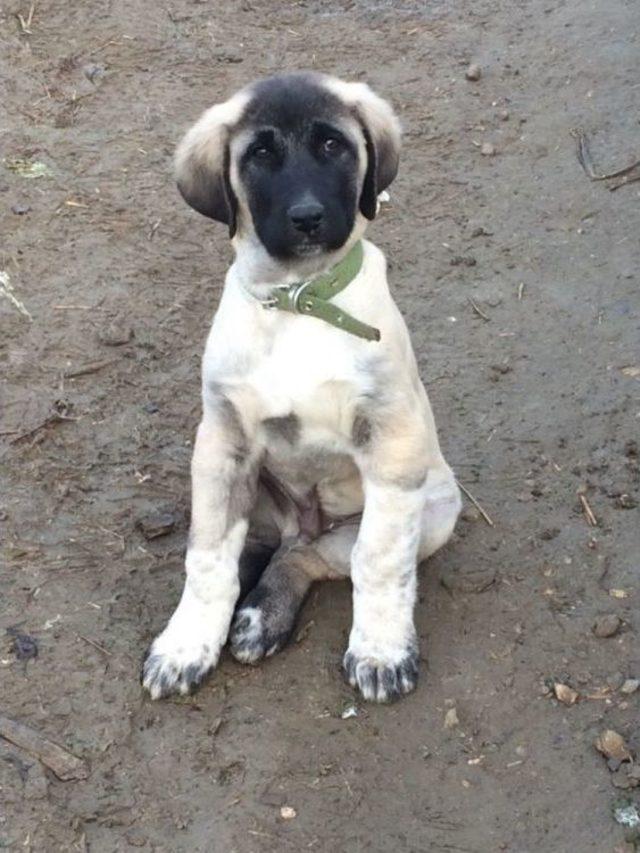 Köpekleri Bulana Araba Verecek