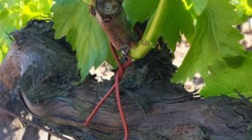 Salkım G&uuml;vesine Karşı 6 Milyon 502 Bin Tl Destek &Ouml;demesi