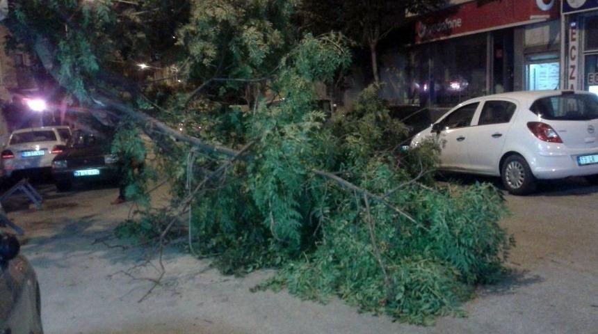 Devrilen Ağacın Altından Son Anda Kurtuldu