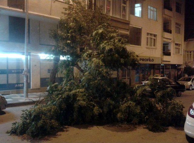 Devrilen Ağacın Altından Son Anda Kurtuldu