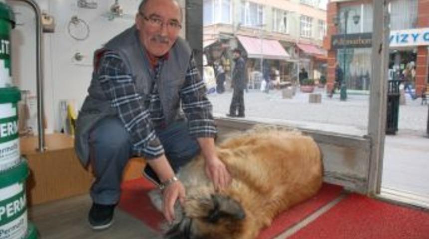 Sokak K&ouml;peğine 3 Yıldır D&uuml;kkanında Bakıyor