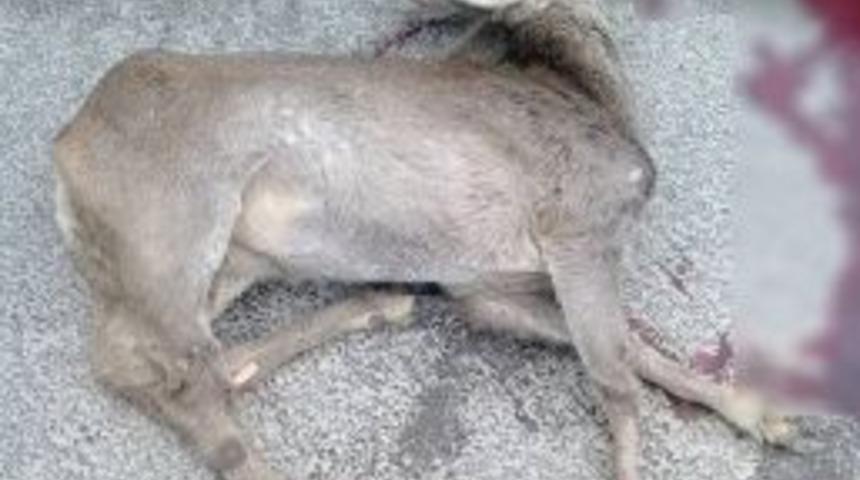 Fatsa&rsquo;da Aracın &Ccedil;arptığı Karaca Telef Oldu