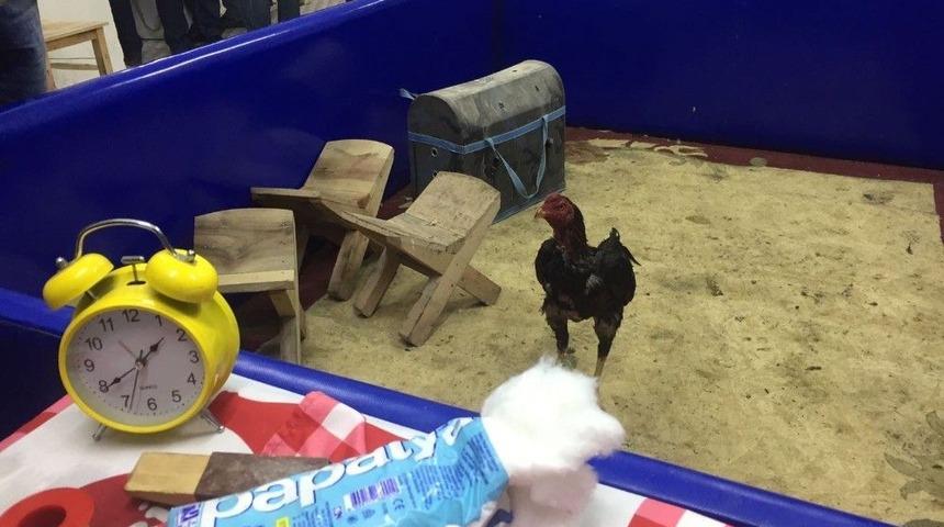 Şanlıurfa&rsquo;da Horoz D&ouml;v&uuml;şt&uuml;renlere Operasyon