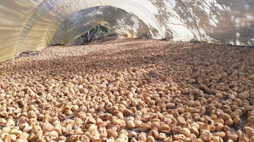 Tariş İncir Fiyatlarını Açıkladı