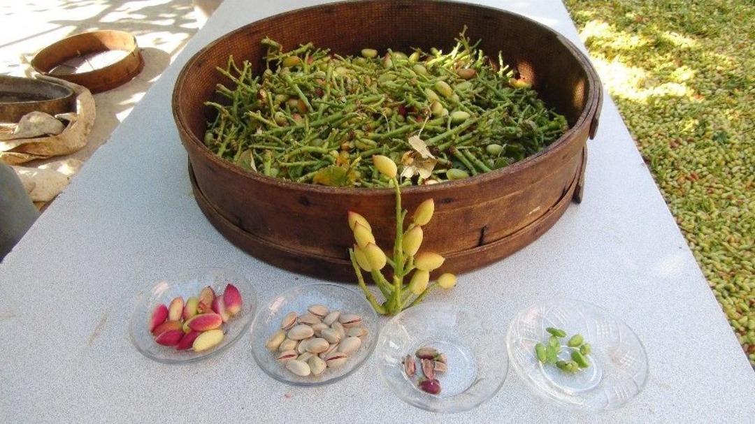 Silifke&rsquo;de &Ccedil;ilek &Uuml;reticileri Antep Fıstığına Y&ouml;neldi