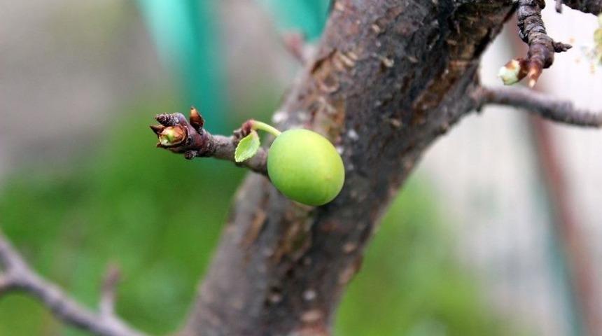 İklim Değişikliği Kendini G&ouml;sterdi, Kocaeli&rsquo;nde Ağa&ccedil;lar Meyve Verdi