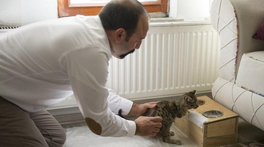 (&ouml;zel Haber) &Ouml;n Ayakları Olmayan Kedisi İ&ccedil;in D&uuml;zenek Yaptı