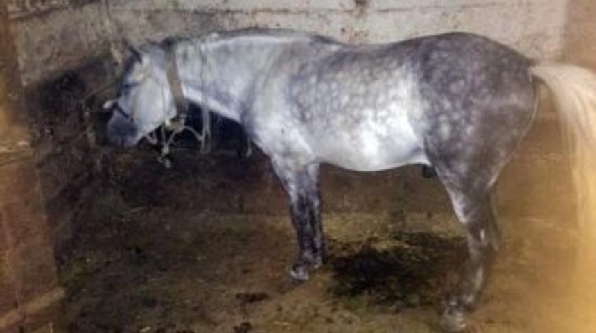 Atı Aracın Arkasına Bağlayıp S&uuml;r&uuml;kleyen Şahıs Yakalandı