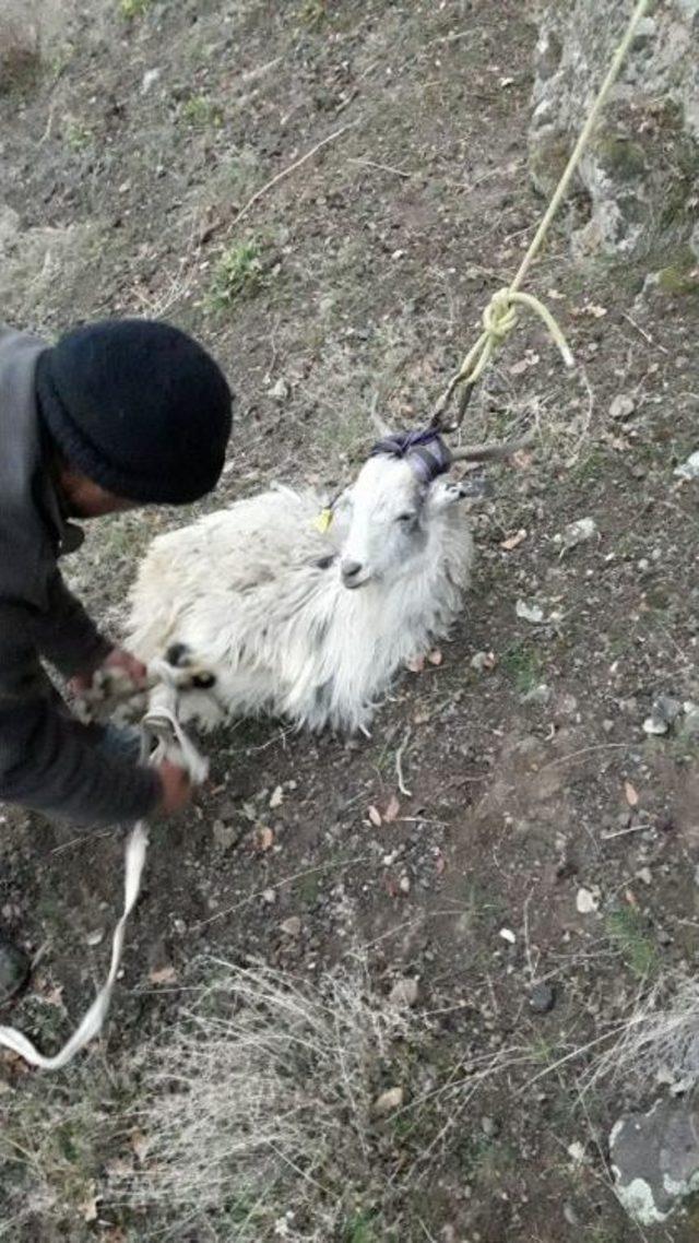 Yüz Metrelik Uçurumda Mahsur Kalan Keçileri Afad Kurtardı