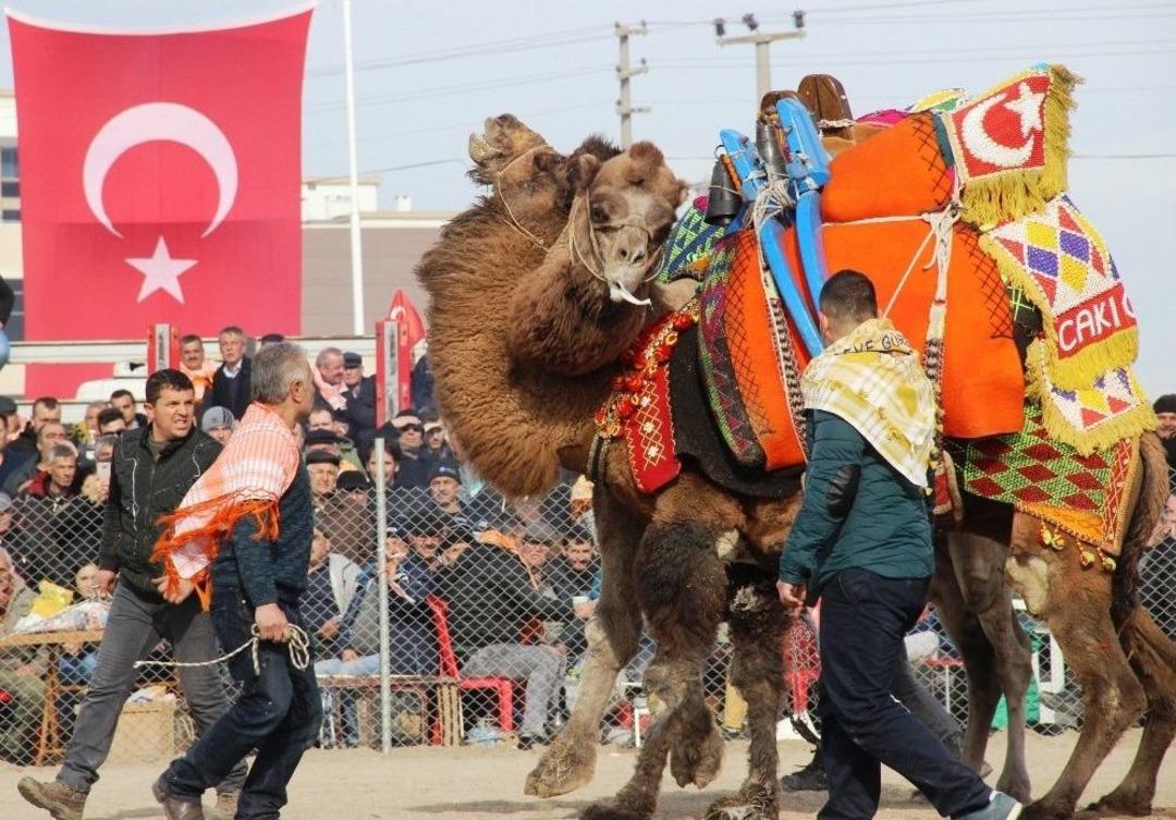 &Ccedil;anakkale&rsquo;de Deve G&uuml;reşleri Nefes Kesen Anlara Sahne Oldu