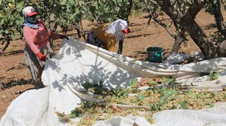 Siirt&rsquo;te Fıstık Toplama &Ccedil;alışmaları S&uuml;r&uuml;yor