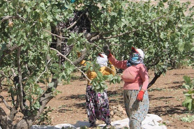 Siirt’te Fıstık Toplama Çalışmaları Sürüyor