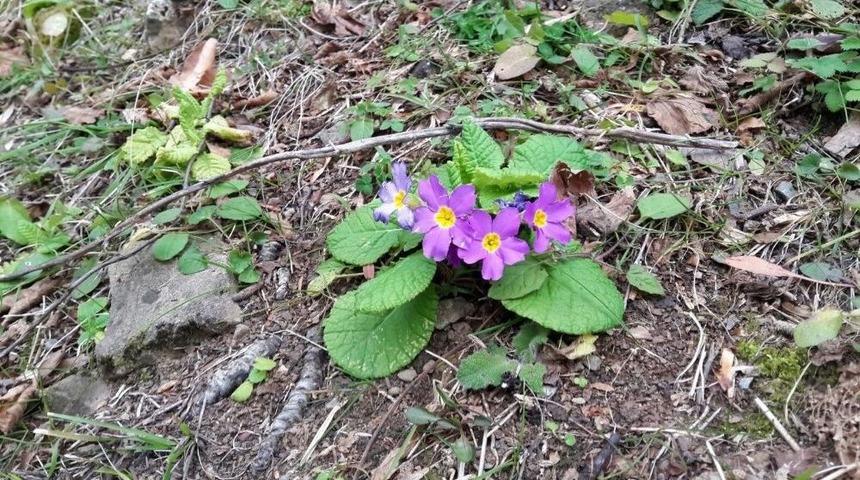 Kışın Ortasında &Ccedil;i&ccedil;ek A&ccedil;an Bitkiler Şaşırttı