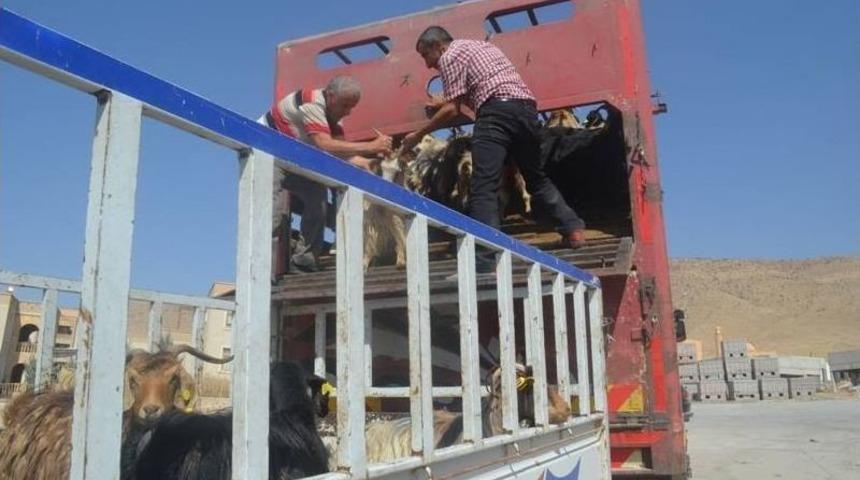 Hasankeyf&rsquo;te Bayan &Ccedil;ift&ccedil;ilere Hayvan Desteği