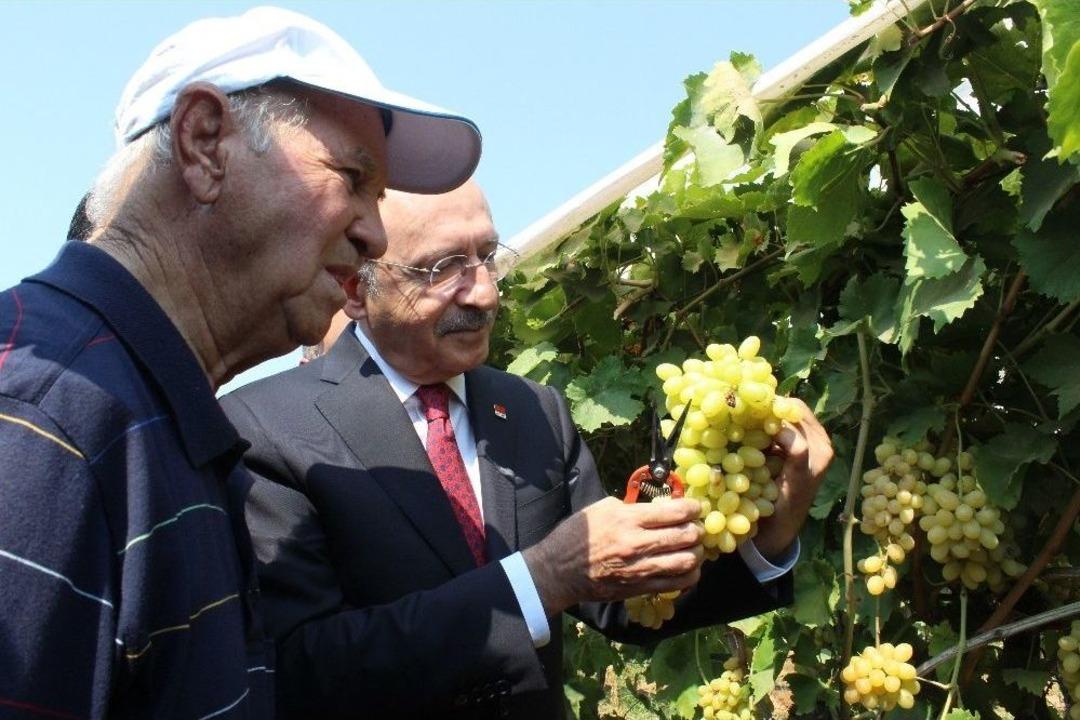 Kılı&ccedil;daroğlu Bağda &Uuml;z&uuml;m Kesti