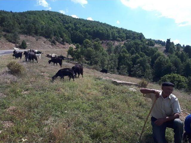 50 Yıldır Hayvancılık Yapıyorlar