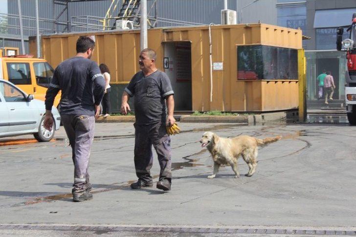 İşçilerin Sahiplendiği Köpek, Atık Fabrikasında Çıkan Yangında Tahliye Görevlisi Gibi Çalıştı G1