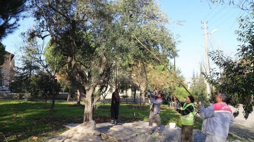 Toplanan Zeytinler Muhtacın Sofrasında