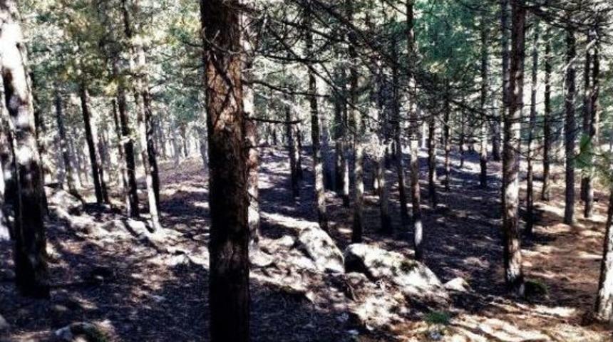 Kazdağları'nda Orman Yangını