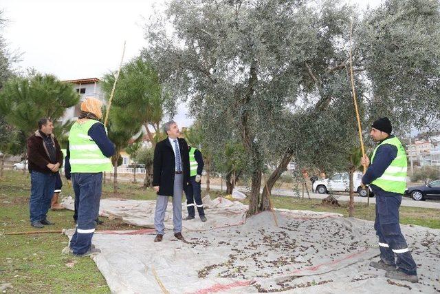 Toplanan Zeytinler Muhtacın Sofrasında