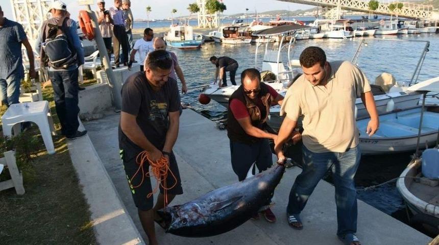 1,5 Metrelik Orkinos Oltaya Takıldı