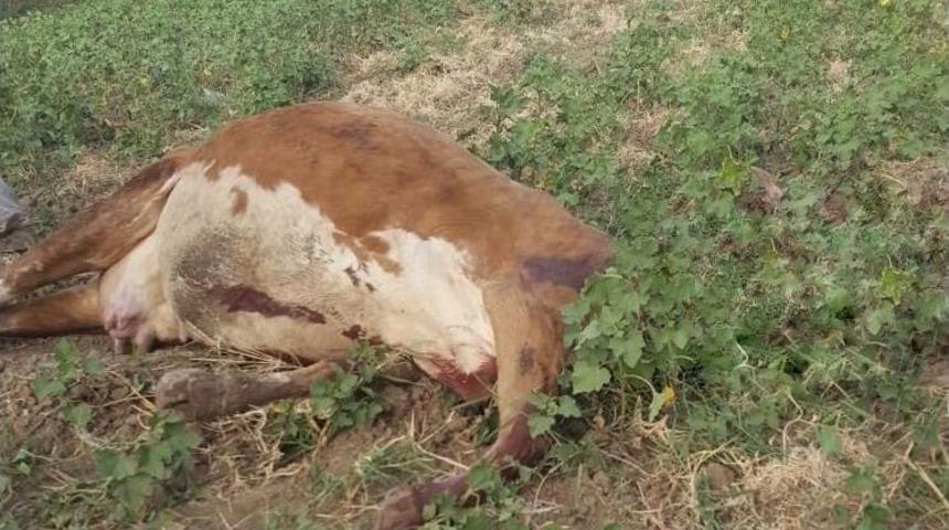 Menfezde Sıkışan Danaları İtfaiye Kurtardı