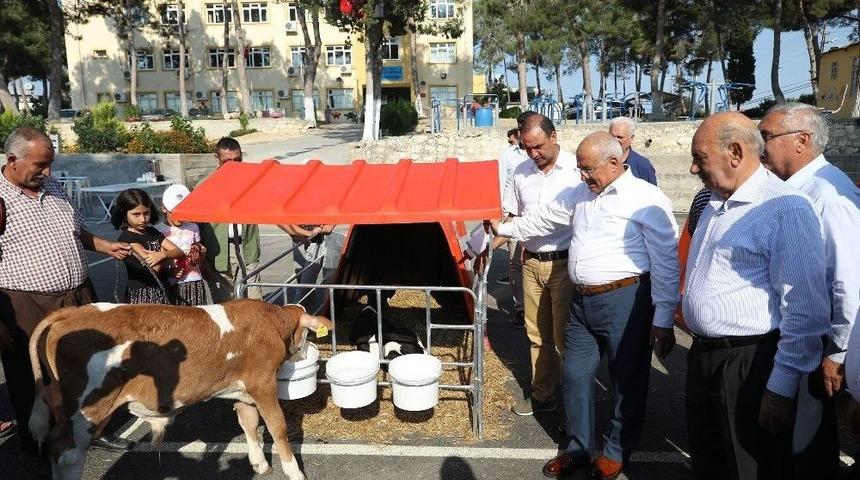 Mersin&rsquo;de &Uuml;reticiye &rsquo;buzağı Barınağı&rsquo; Desteği
