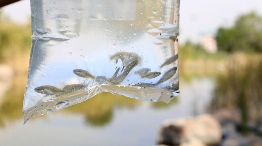 İlaçlama Çalışmalarına Balık Desteği