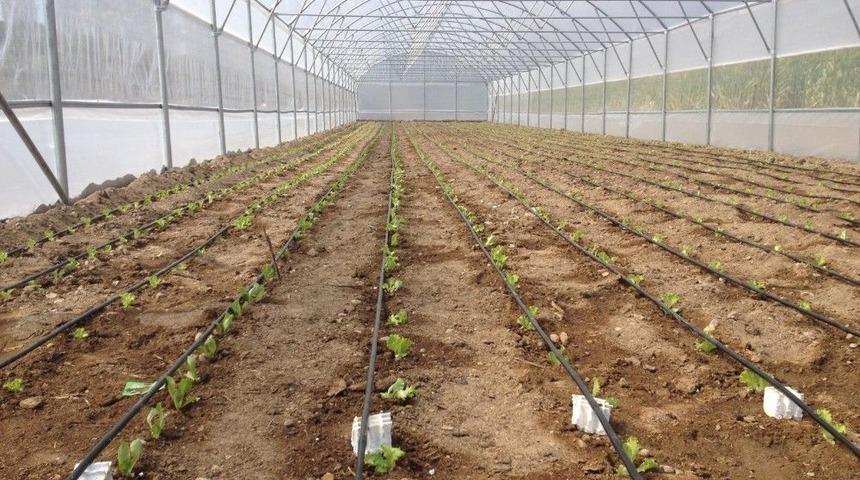 B&uuml;y&uuml;kşehir&rsquo;in Seralarında &Uuml;retim Başladı