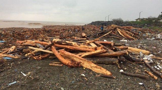 Sele Kapılarak Denize Ulaşan Odunlardan Ve Kütüklerden Kışlık Odun İhtiyaçlarını Karşılıyorlar