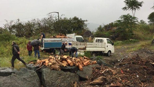 Sele Kapılarak Denize Ulaşan Odunlardan Ve Kütüklerden Kışlık Odun İhtiyaçlarını Karşılıyorlar