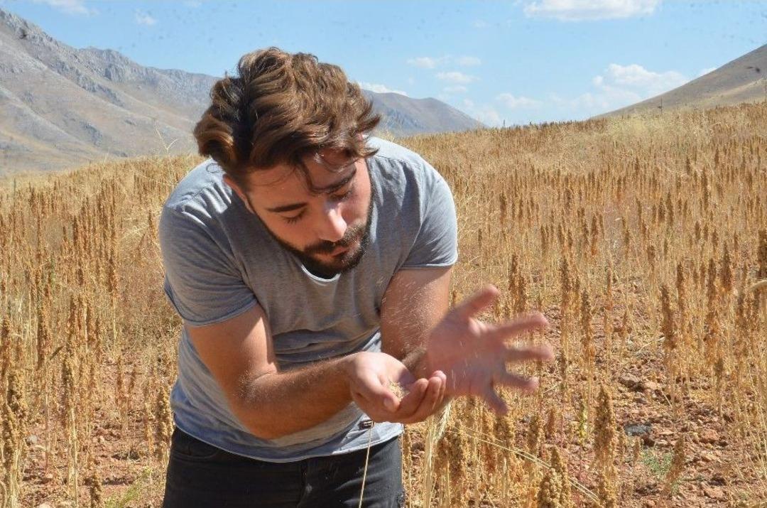 Elbistan&rsquo;da &lsquo;astronot Gıdası&rsquo; Kinoanın İlk Hasadı Yapıldı