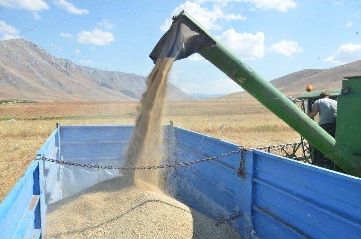 Elbistan’da ‘astronot Gıdası’ Kinoanın İlk Hasadı Yapıldı G1