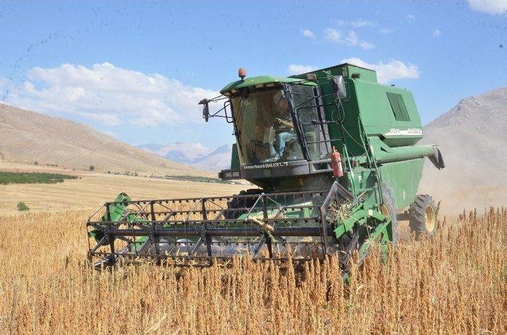 Elbistan’da ‘astronot Gıdası’ Kinoanın İlk Hasadı Yapıldı G2